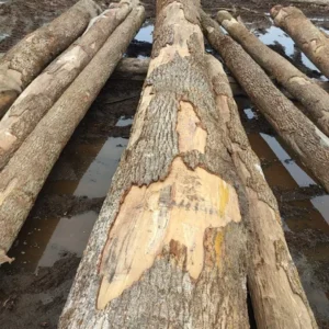 Ash Round Logs
