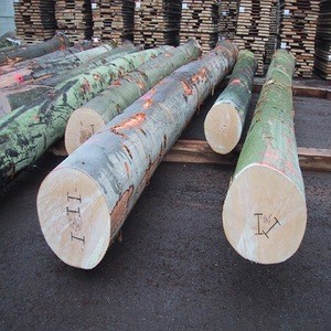 European Beech Logs