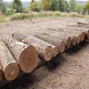 European White Ash Logs