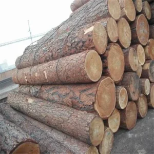 Radiata Pine Logs